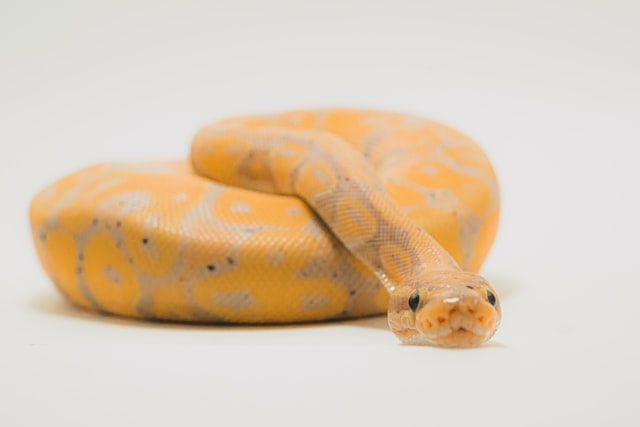 image of snake from unsplash